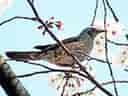 鳥類図鑑・ヒヨドリ 4
